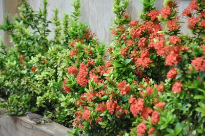 Photography Contest This is a photo in Battambang along street 2 that I took for the contest